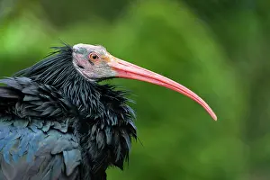 Ibises: Northern Bald Ibis / Waldrapp, portrait of bird