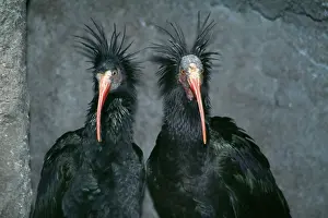 Ibis: Northern Bald IBIS - x two