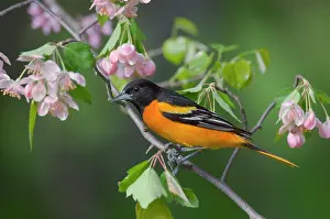 Orioles: Northern / Baltimore Oriole - Male