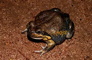 Limnodynastes: Northern banjo frog - a large burrowing frog