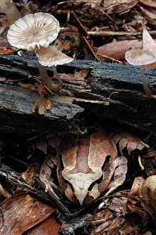 Myobatrachidae: Northern Barred Frog (Mixophyes schevilli)