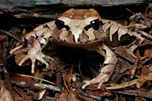 Myobatrachidae: Northern Barred Frog (Mixophyes schevilli)