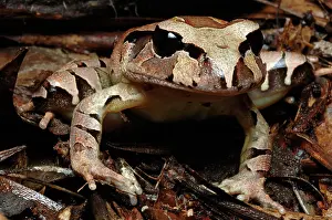 Myobatrachidae: Northern Barred Frog (Mixophyes schevilli)