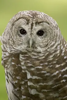 Varia: Northern Barred Owl