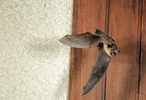 Northern Bat - in flight in front of house