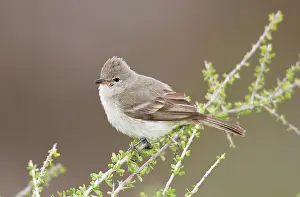 Tyrannulet: Northern Beardless Tyrannulet