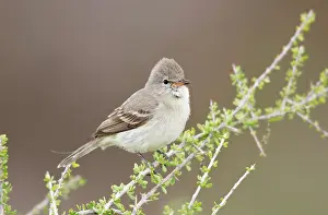 Tyrannulet: Northern Beardless Tyrannulet