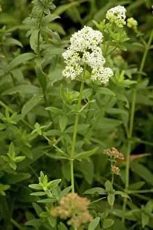 Galium: Northern bedstraw