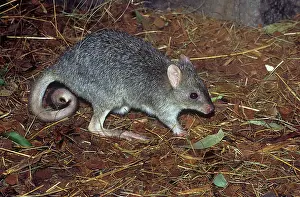 Bettong: Northern Bettong - collecting nesting material (grass)