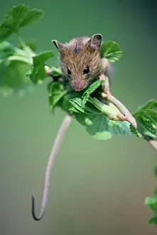 Redcurrant: Northern birch mouse explores redcurrant branch