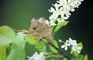 Padus: Northern Birch Mouse - feeds on bird cherry (Prunus