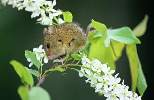 Padus: Northern birch mouse feeds on bird cherry (Prunus