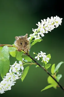 Padus: Northern Birch Mouse - feeds on bird cherry (Prunus