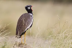 Bustards: Northern Black Korhaan - also called White-quilled