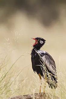 Bustards: Northern Black Korhaan - also called White-quilled