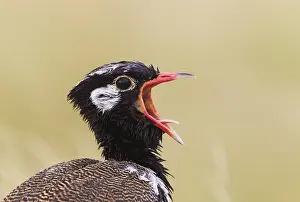 Bustards: Northern Black Korhaan - also called White-quilled
