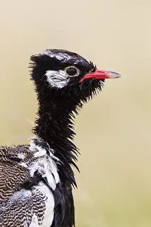 Bustards: Northern Black Korhaan - also called White-quilled
