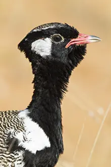 Bustards: Northern Black Korhaan - also called White-quilled
