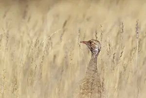 Quilled: Northern Black Korhaan - also called White-quilled