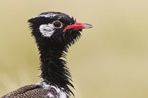 Bustards: Northern Black Korhaan - also called White-quilled