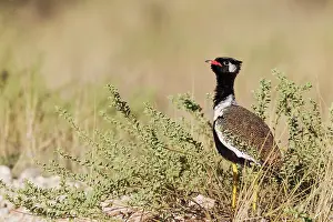 Called: Northern Black Korhaan. Also called White-quilled
