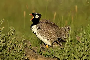 Korhaan: Northern Black Korhaan - Display calling during