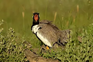Korhaan: Northern Black Korhaan - Display calling during