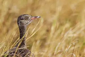 Shoulders: Northern Black Korhaan - female