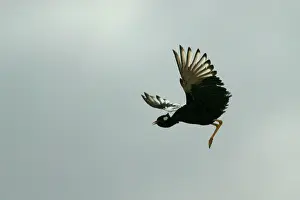 Afra: Northern Black Korhaan - flight