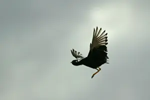 Afra: Northern Black Korhaan - flight