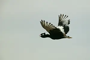 Afra: Northern Black Korhaan - flight