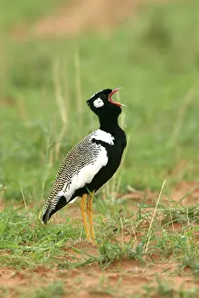 Afra: Northern Black Korhaan - flight