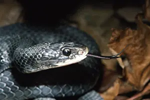 Sqamata: Northern Black Racer