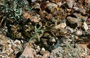 Crotalus: Northern Black-tail Rattlesnake