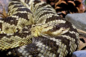 Crotalus: Northern Black-tailed Rattlesnake
