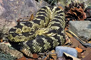 Crotalus: Northern Black-tailed Rattlesnake