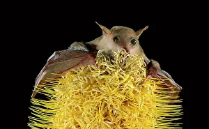 Banksia: Northern blossom-Bat - feeding on banksia