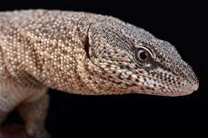 Blunt: Northern Blunt-spined Monitor (Varanus primordius)