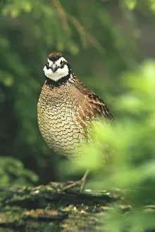 Quails: Northern Bobwhite