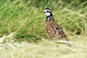 Bobwhite: Northern Bobwhite