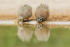 Thirst: Northern Bobwhite (Colinus virginianus), adult pair