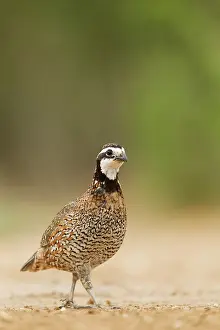Quail: Northern Bobwhite (Colinus virginianus), adult male