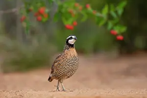 Hunted: Northern Bobwhite (Colinus virginianus) feeding