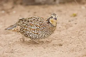 Bobwhites: Northern Bobwhite - female, small Chicken -like