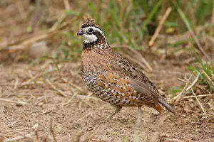Bobwhites: Northern Bobwhite - male, Small Chicken -like bird