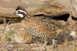 Bobwhites: Northern Bobwhite - male, small Chicken -like bird