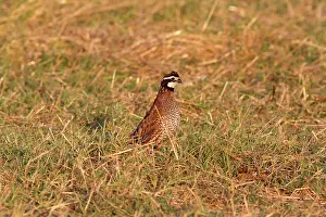 Bobwhites: Northern Bobwhite Quail