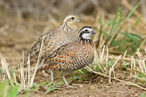 Bobwhites: Northern Bobwhite - small Chicken -like bird of