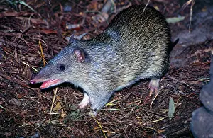 Bandicoot: Northern Brown Bandicoot