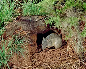 Bandicoot: Northern Brown Bandicoot - By hole in ground